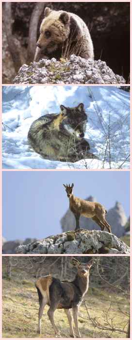 la fauna del Parco