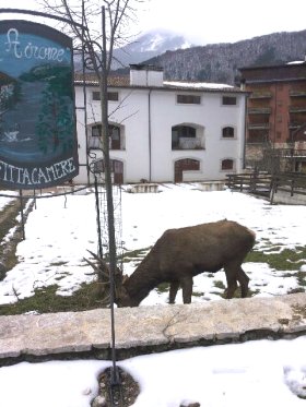 cervo nel giardino del BeB Airone